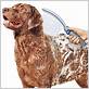 waterpik pet wand dog shower walmart