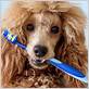 brushing dog with wet toothbrush