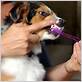 can i brush my dog's teeth with an electric toothbrush