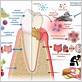 diabetes and gum disease bacteria