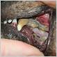 16 years old dog and gum disease