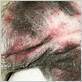 allergies on dog skin