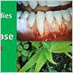 aloe vera and gum disease