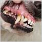 antibiotics for dogs gum disease