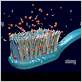 bacteria on toothbrush