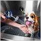 bathing a dog