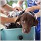 bathing a labrador