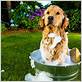 bathing dog outside