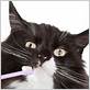 best cat toothpaste for gum disease
