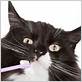 best cat toothpaste for gum disease uk