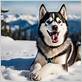 best dental chews for huskies