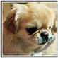 best toothbrush for shih tzu