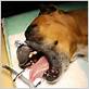 boxer dogs and gum disease