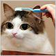 brush a cat with a wet toothbrush
