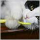 brush cat with wet toothbrush
