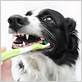 brush dogs teeth with human toothbrush