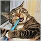 brushing cat with wet toothbrush