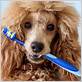 brushing dogs teeth with electric toothbrush