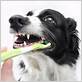 brushing dogs teeth with human toothbrush