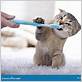 brushing kitten with toothbrush