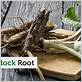 burdock root for gum disease
