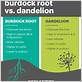 burdock root for gum disease echinacea