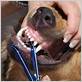 can a dog digest dental floss