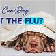 can a dog get the flu