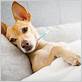 can dogs catch influenza a