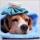 can dogs get a cold or flu