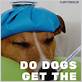 can dogs get a flu