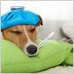 can dogs have the flu