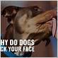 can dogs licking your face give you gum disease