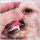 can dogs spread gum disease to other dogs