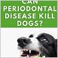 can gum disease in dogs kill them