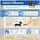 can humans get canine influenza