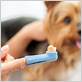 can i use a regular toothbrush on my dog