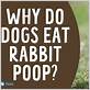 can my dog get gum disease if eating rabbit poop