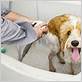 can you bathe a dog everyday