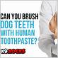 can you brush a dog's teeth with human toothbrush