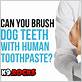 can you brush dog teeth with human toothbrush