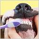 can you brush your dog's teeth with a human toothbrush