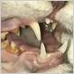 can you reverse gum disease in cats