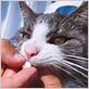 can you take metronidazole for gum disease in cats