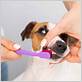 can you use human toothbrush for dogs