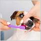 can you use human toothbrush on dogs