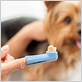 can you use normal toothbrush on dogs