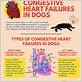 canine gum disease congestive heart failure