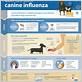 canine influenza symptom