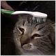 cat and wet toothbrush
